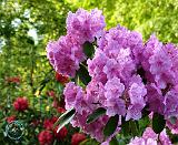 Rhododendron 8T97D-12